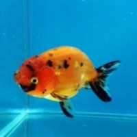 Gold-fish_normal