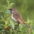 profile_photo