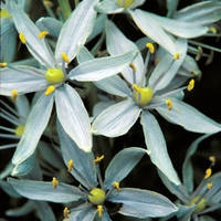 Hyacinth_normal
