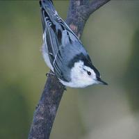 Male-white-breasted-nuthatch_w725_h484_normal