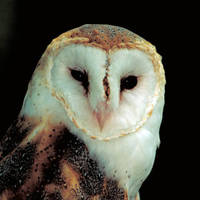 Barn_owl_normal