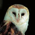 profile_photo