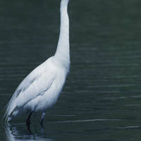 Egret_normal