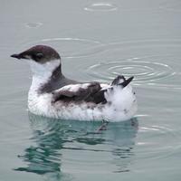 A-juvenile-marbled-murrelet_w725_h544_normal