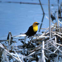 Yellow-headed_blackbird_normal