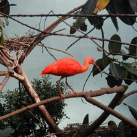 Red-big-bird_w725_h544_normal