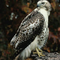 Red-tailed_hawk_normal