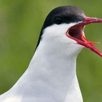 Arctic-tern-bird-sterna-paradisaea_w725_h483_normal