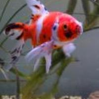 Shubunkin_normal