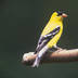 profile_photo