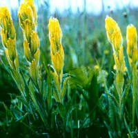 Golden_paintbrush_normal