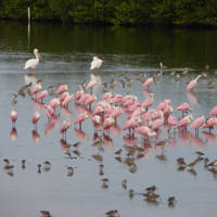 Bird_diversity_normal