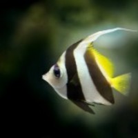 Angelfish_normal
