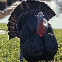 Domestic-turkey_w723_h725_normal