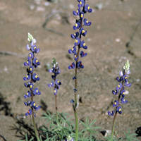Bluebonnet_normal