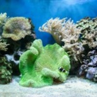 Tropical-sea-underwater-with-corals-1396902265qta_normal