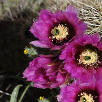 Barrel_cactus_normal