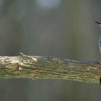 Woodpecker2_normal