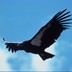 profile_photo