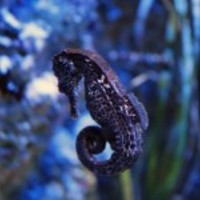 Sea-horse_normal