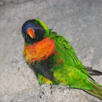 Royal-king-australian-parrot_w725_h544_normal
