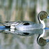 profile_photo