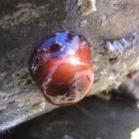 Anemone-de-mer_normal