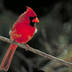 profile_photo