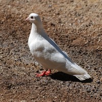 Dove_w725_h485_normal
