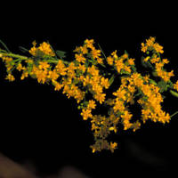 Goldenrod_normal