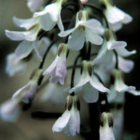 Purple_cress_normal